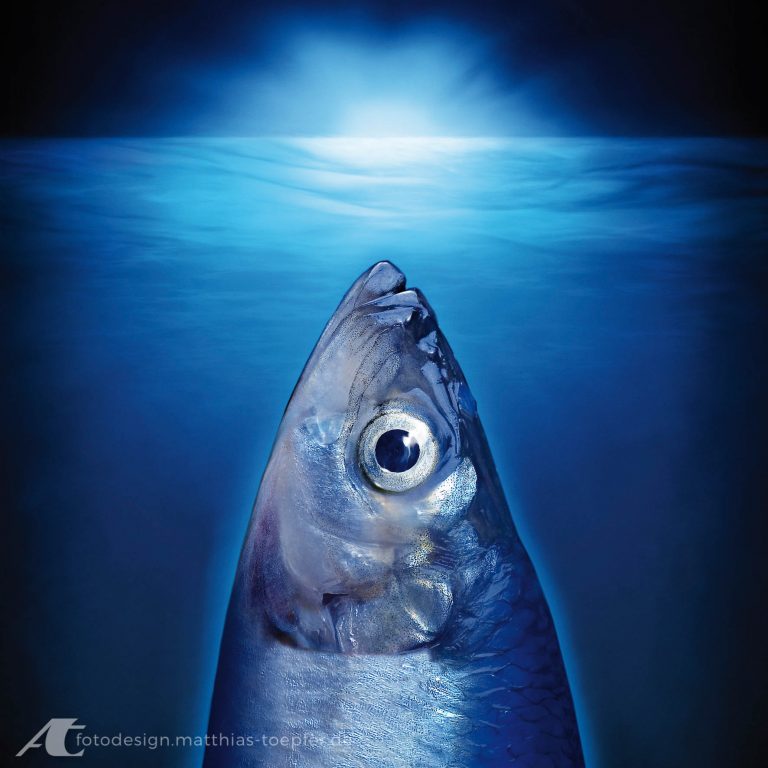 Weisser-Matjes / Composing für einen Catering-Anbieter